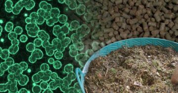 เรื่องของปุ๋ย ก่อนปลูกพืชต้องรู้ ตอน 3 ปุ๋ยชีวภาพ 8 S 745767