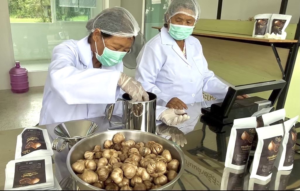 ARDA เปิดโมเดลปลูก - แปรรูป “กระเทียมพื้นบ้าน” เพิ่มมูลค่ากว่า 15 เท่า เกษตรกรยิ้มได้รายได้พุ่ง 3.4 แสนบาทต่อไร่ ด้วยกระเทียมดำ ผลิตภัณฑ์สุขภาพระดับพรีเมี่ยม 4 S 8798271