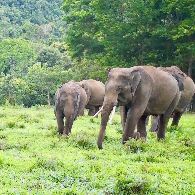 พลิกเกมป่ารอยต่อ ARDA ดันนวัตกรรมแปรรูปสมุนไพรสร้างเศรษฐกิจสีเขียว-สกัดช้างป่ารุกเมือง–สร้างรายได้ยั่งยืน 3 S 9183373