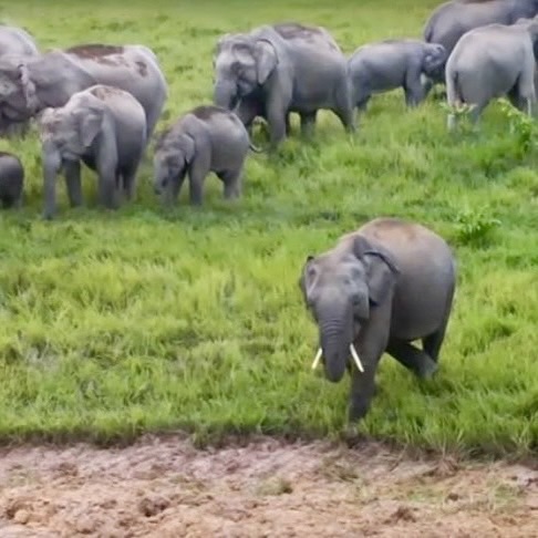 พลิกเกมป่ารอยต่อ ARDA ดันนวัตกรรมแปรรูปสมุนไพรสร้างเศรษฐกิจสีเขียว-สกัดช้างป่ารุกเมือง–สร้างรายได้ยั่งยืน 4 S 9183376