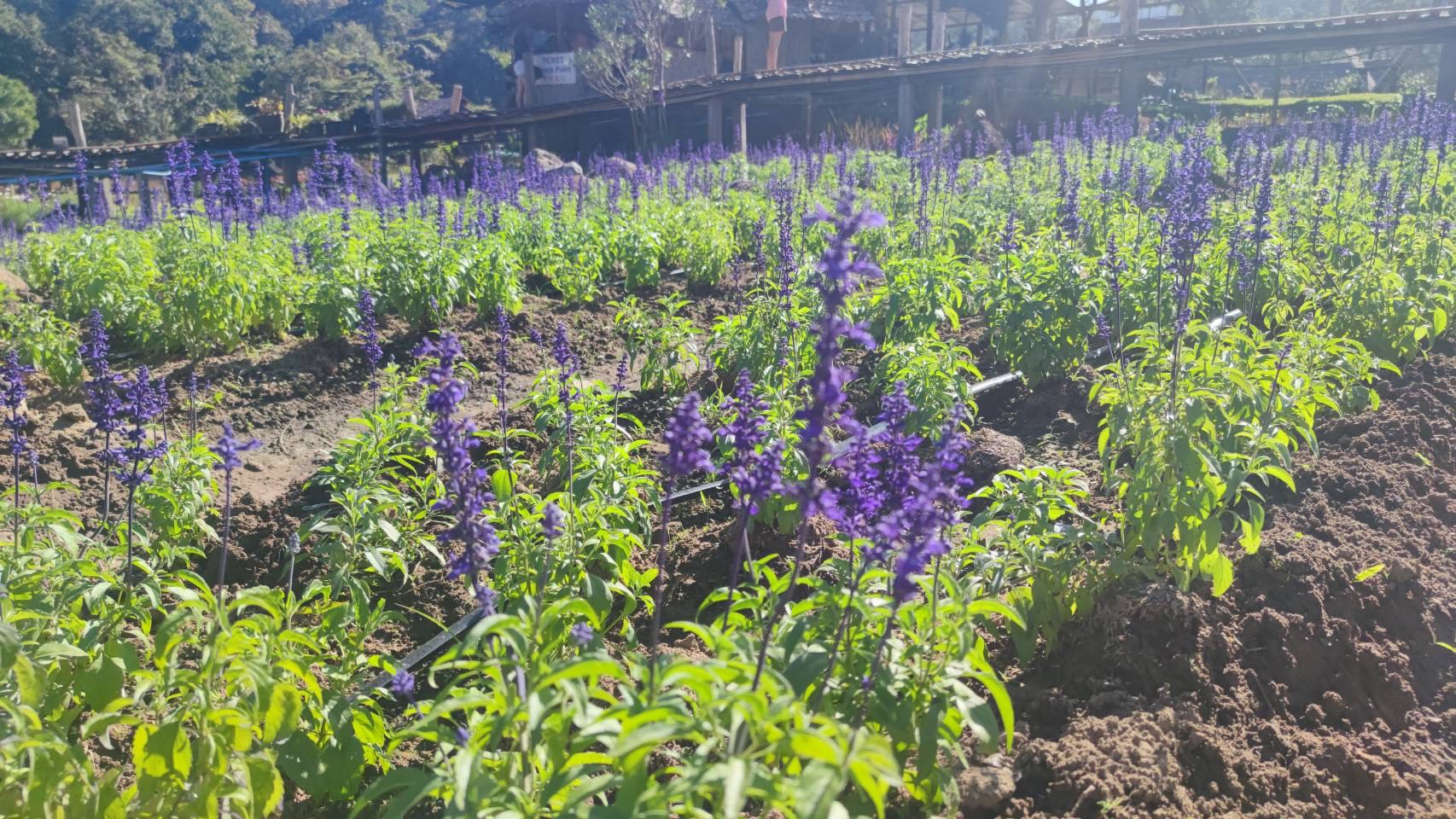 กรมส่งเสริมการเกษตรดึงแนวคิด IDG พัฒนาคนจากภายใน ขับเคลื่อนงานเชิงพื้นที่อย่างยั่งยืน ชู S 93945892 0