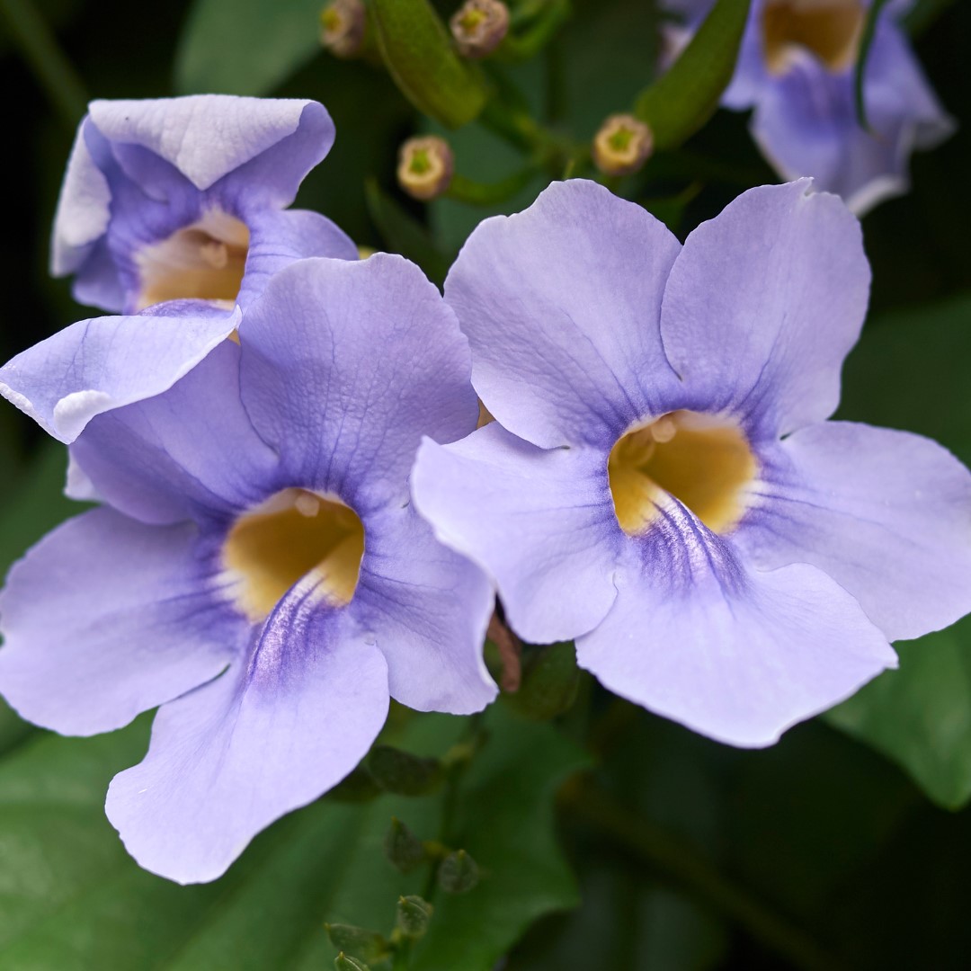 button rose 2 แแก้