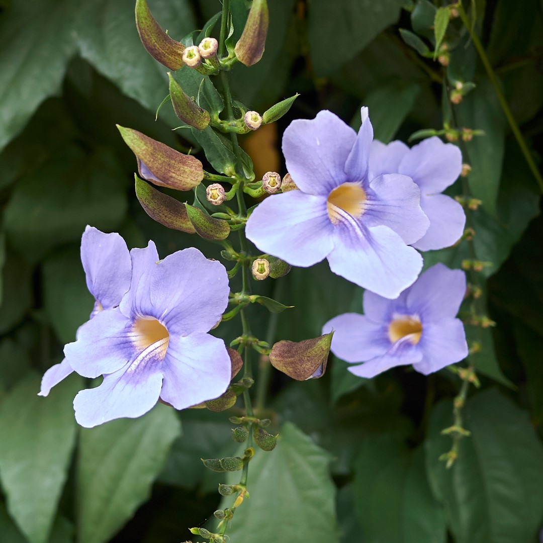 button rose 4 แก้