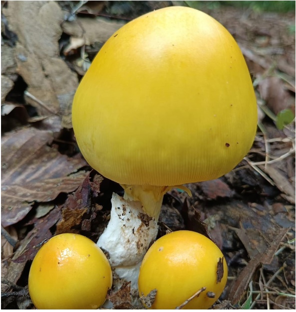 capture 20251215 133809ม