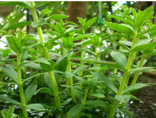 capture 20251217 182634