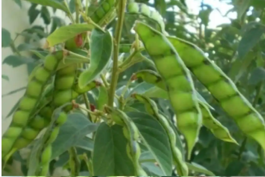 capture 20251229 182300