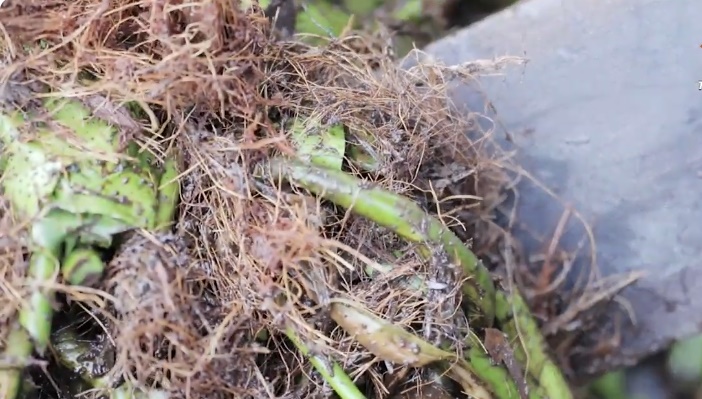 เรื่องของปุ๋ย ก่อนปลูกพืชต้องรู้ ตอน 4 capture 20251230 164957ง