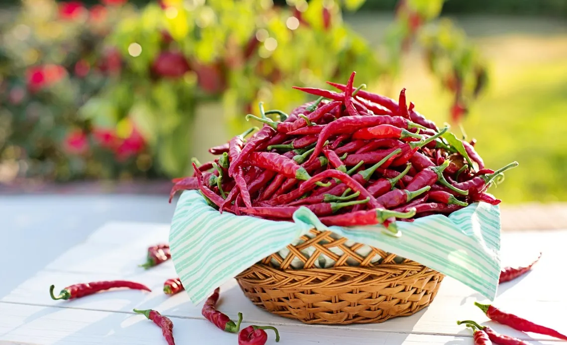 เคล็ดลับ cayenne peppers 2779828 1280จ