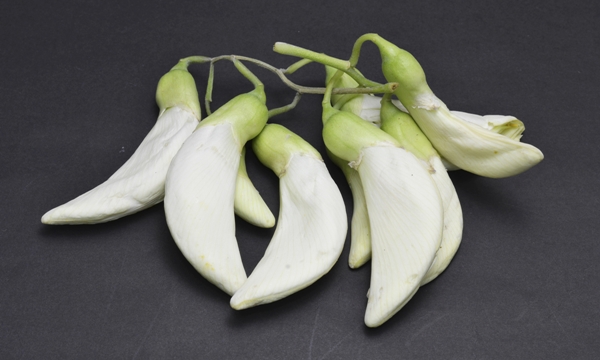 istock 89385441 large