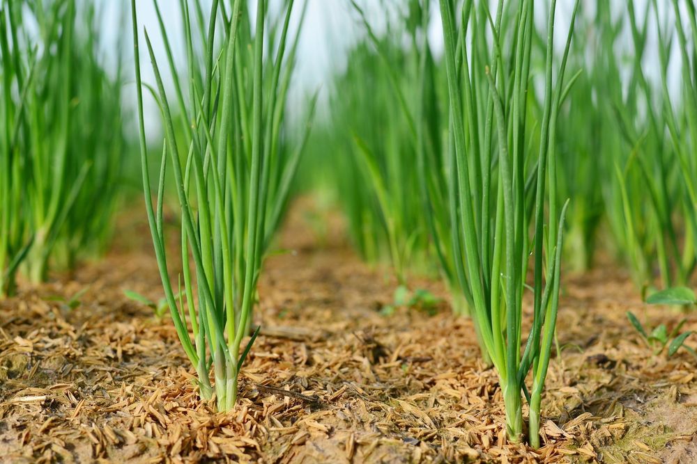 large Spring Onion 2 a1ce1fe3b0