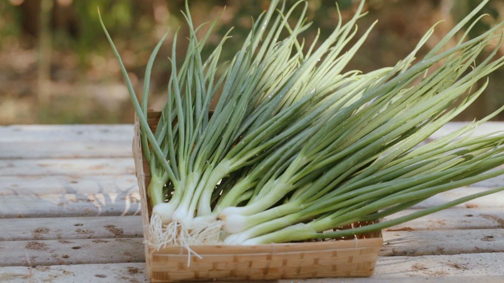 large Spring Onion 3 c999584ac4