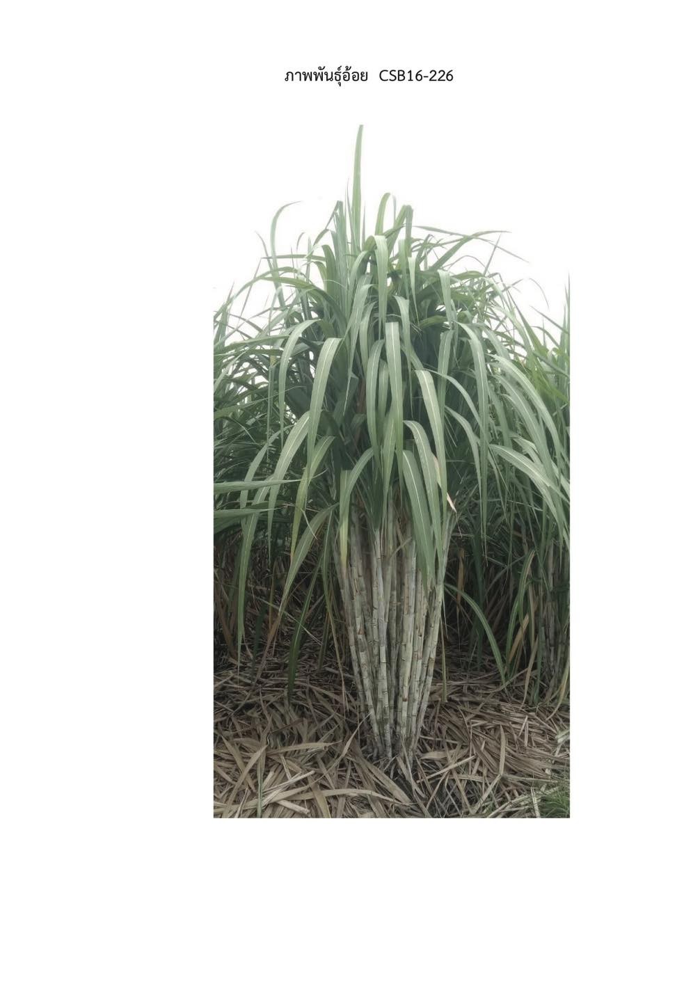 ราชกิจจาฯเผยแพร่ประกาศคณะกรรมการอ้อยและน้ำตาลทรายกำหนดพันธุ์อ้อย CSB 16-226 เป็นพันธุ์อ้อยที่ส่งเสริมให้ชาวไร่อ้อยปลูกในท้องที่ที่เหมาะสมต่อการปลูกอ้อยตามที่คณะกรรมการกำหนด 4 messageImage 1766150431471