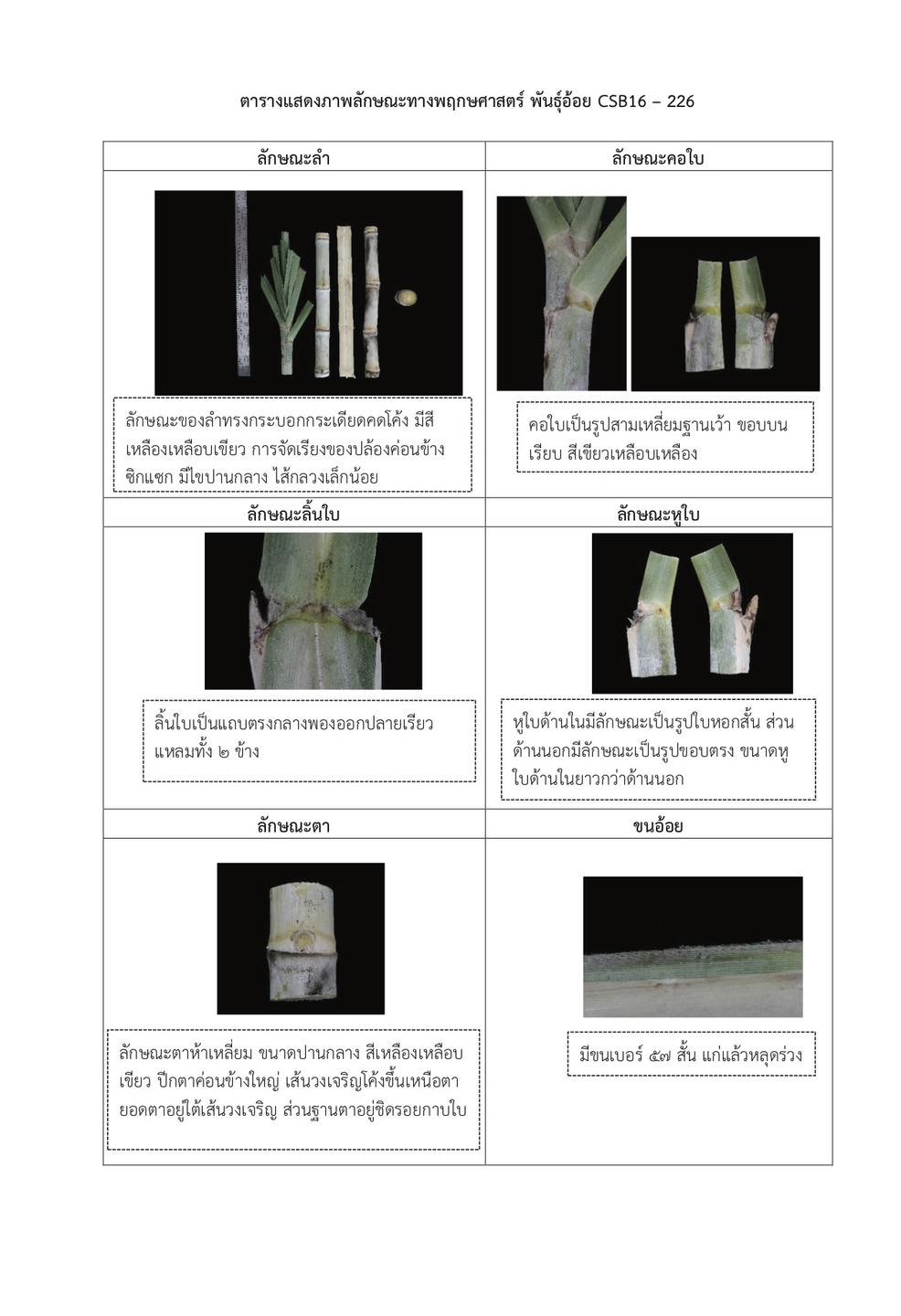 ราชกิจจาฯเผยแพร่ประกาศคณะกรรมการอ้อยและน้ำตาลทรายกำหนดพันธุ์อ้อย CSB 16-226 เป็นพันธุ์อ้อยที่ส่งเสริมให้ชาวไร่อ้อยปลูกในท้องที่ที่เหมาะสมต่อการปลูกอ้อยตามที่คณะกรรมการกำหนด 5 messageImage 1766150439796