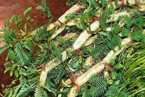 "ผักกระเฉด " ผักพื้นบ้าน สร้างรายได้ 5 obbtg9aa2SP5SHibgwm o