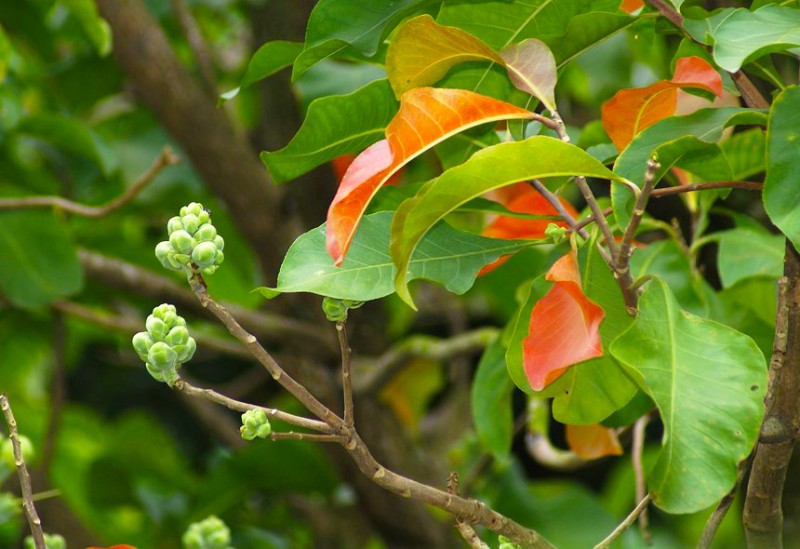 original 1683185043115