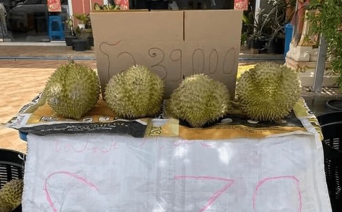 จีนอนุญาตให้นำเข้าทุเรียนสดจาก สปป.ลาวอย่างเป็นทางการ ทำให้คู่แข่งทุเรียนไทยในตลาดจีนเพิ่มขึ้นอีกราย 3 small image 0ab8b34c60ส