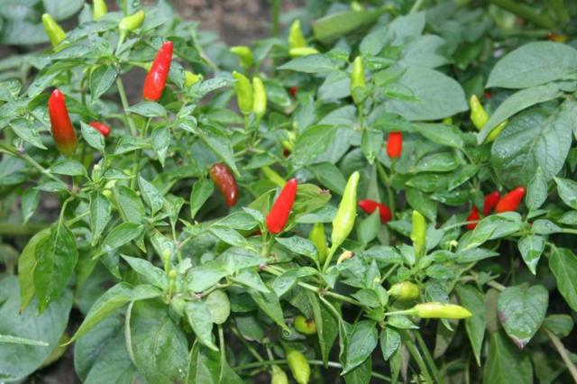 เคล็ดลับ thumb 0 52 1