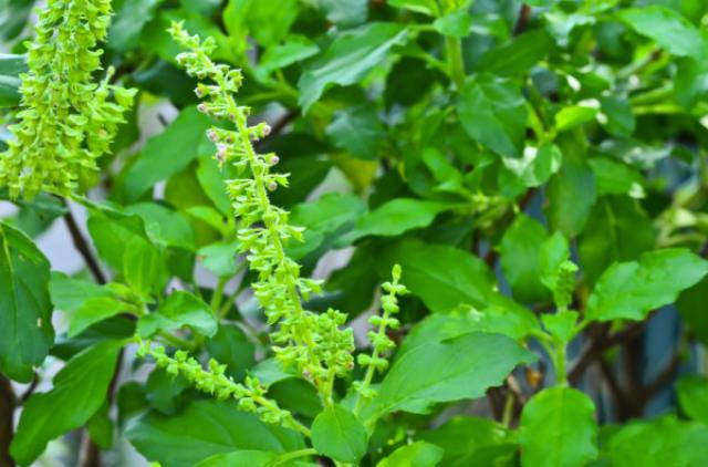 “กะเพรา”ราชินีสมุนไพร ที่มากด้วยประโยชน์ 3 thumb 0 7 2