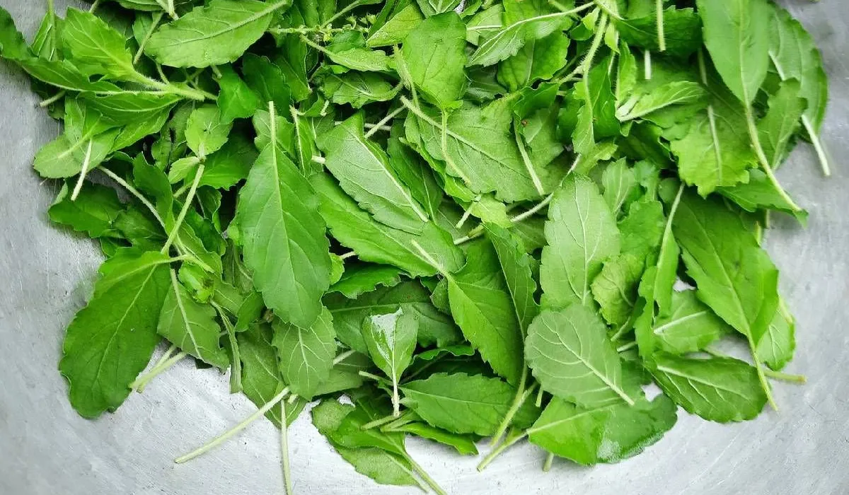 “กะเพรา”ราชินีสมุนไพร ที่มากด้วยประโยชน์ 2 tnw2