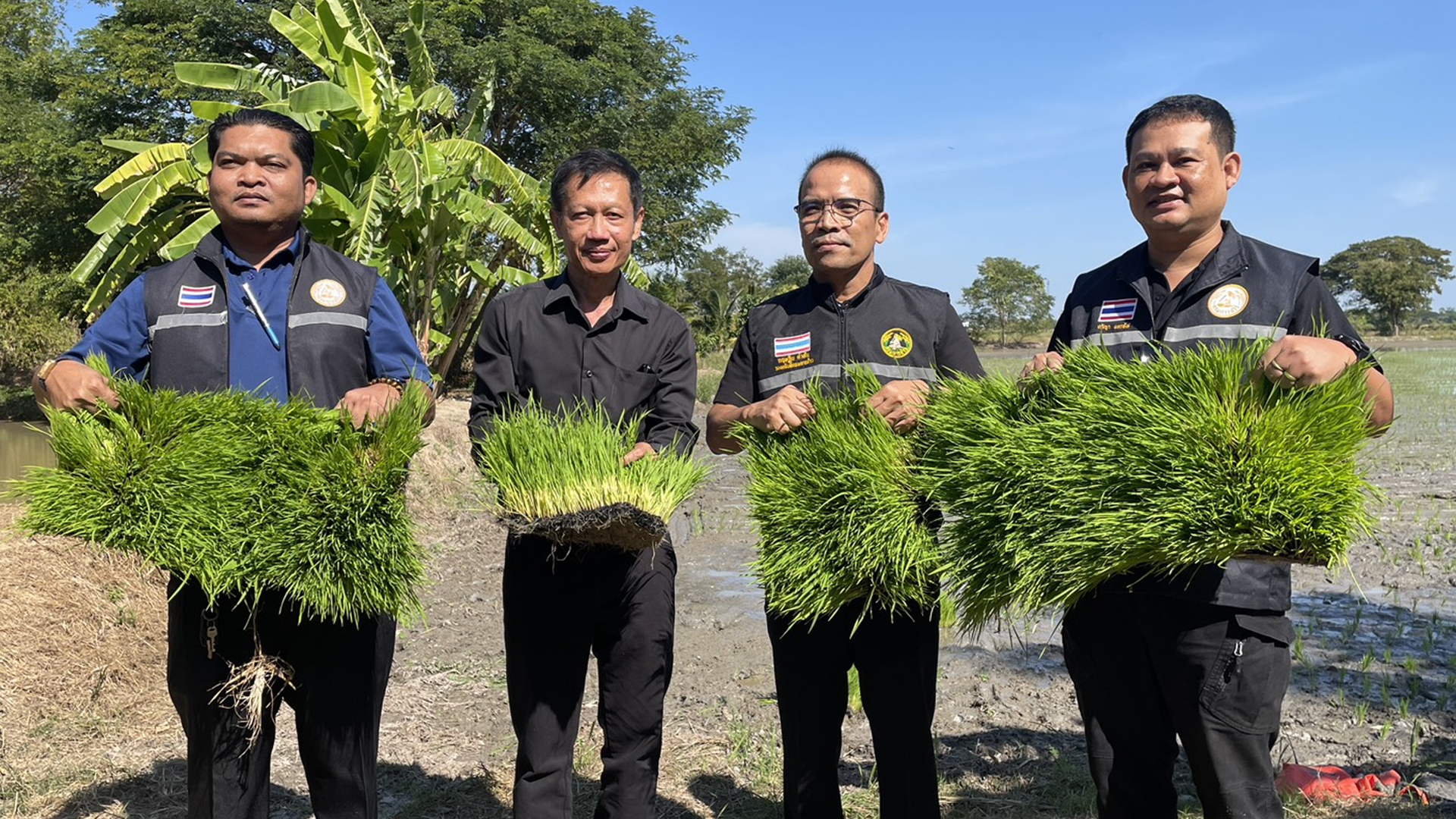 กรมการข้าวแนะเกษตรกรใช้พันธุ์ข้าว “กข 113”- “กข 119” รับรองคุณภาพดี ผลผลิตสูง ช่วยลดสาเหตุข้าวดีด 1 กรมการข้าวแนะเกษตรกร2