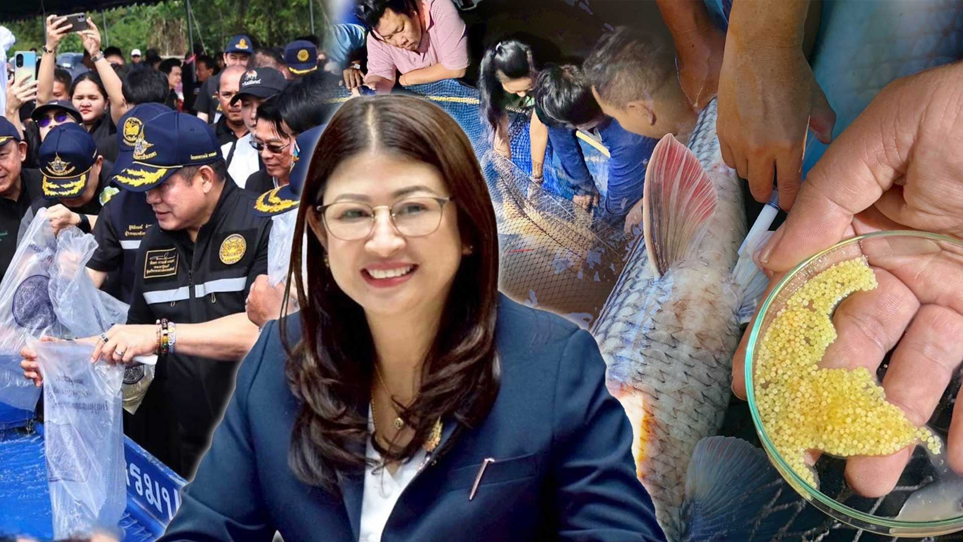 กรมประมง..ขานรับนโยบาย ก.เกษตรฯเดินหน้าเร่งฟื้นฟู “ปลายี่สกไทย” หลังเสี่ยงใกล้สูญพันธุ์ ตั้งเป้าเพิ่มกำลังการผลิตกว่า 500,000 ตัว ในปี 2569 1 กรมประมง2