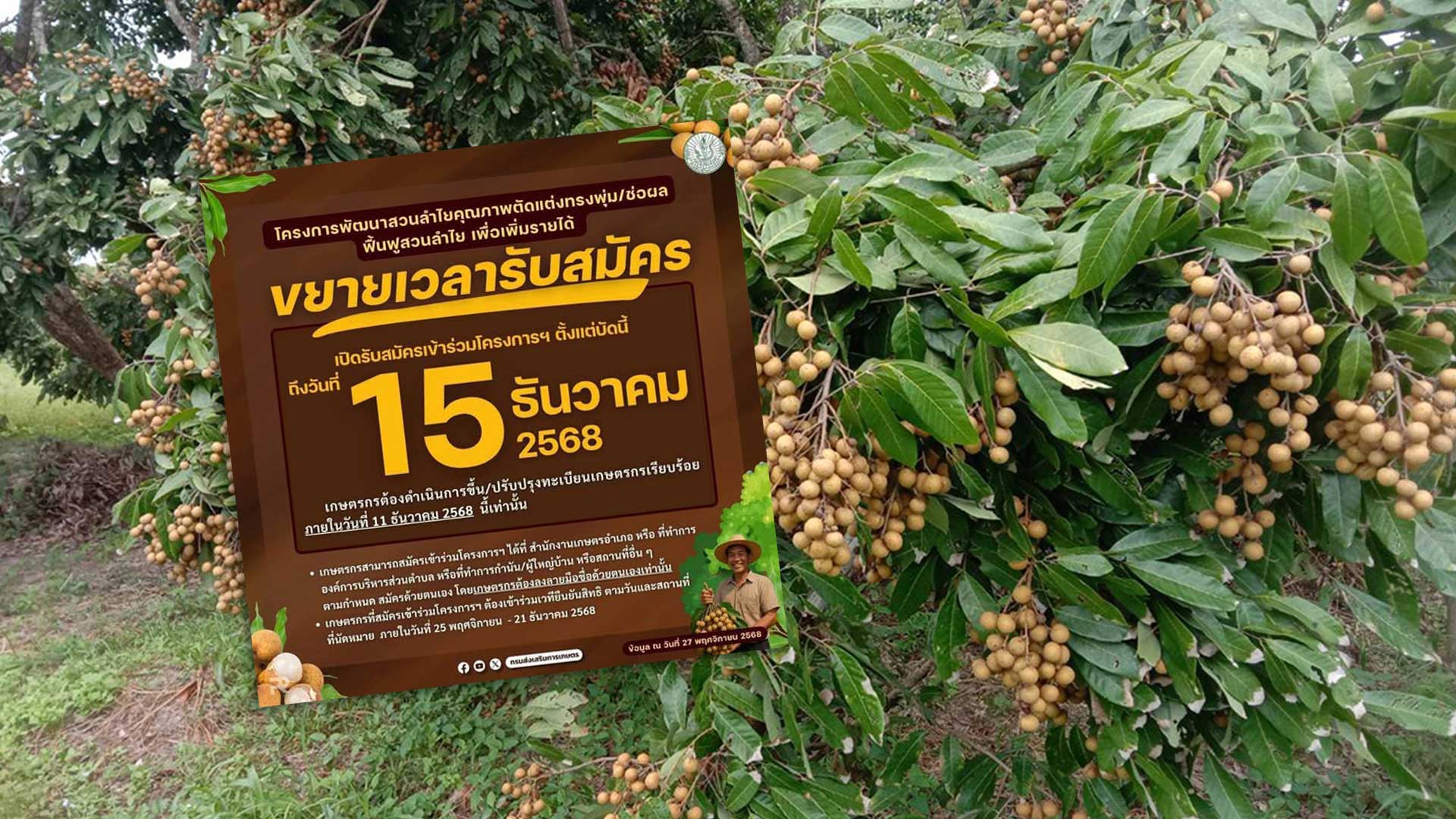 กรมส่งเสริมการเกษตร ขยายเวลาสมัคร เข้าร่วมโครงการฟื้นฟูสวนลำไยฯ ถึง 15 ธ.ค. 68 นี้ 1 กรมส่งเสริมการเกษตร ขยายเวลาสมัคร3