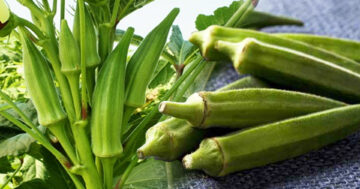 กระเจี๊ยบเขียว2