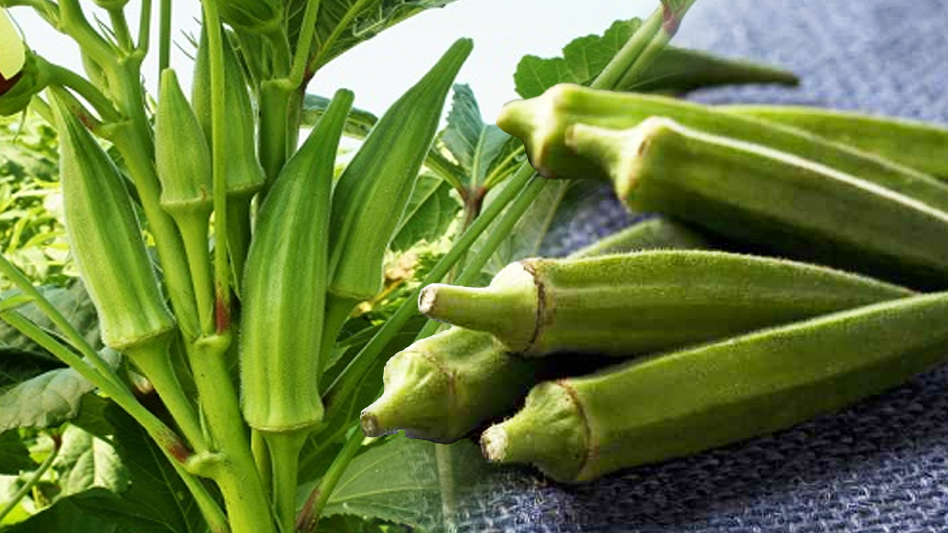 กระเจี๊ยบเขียว2