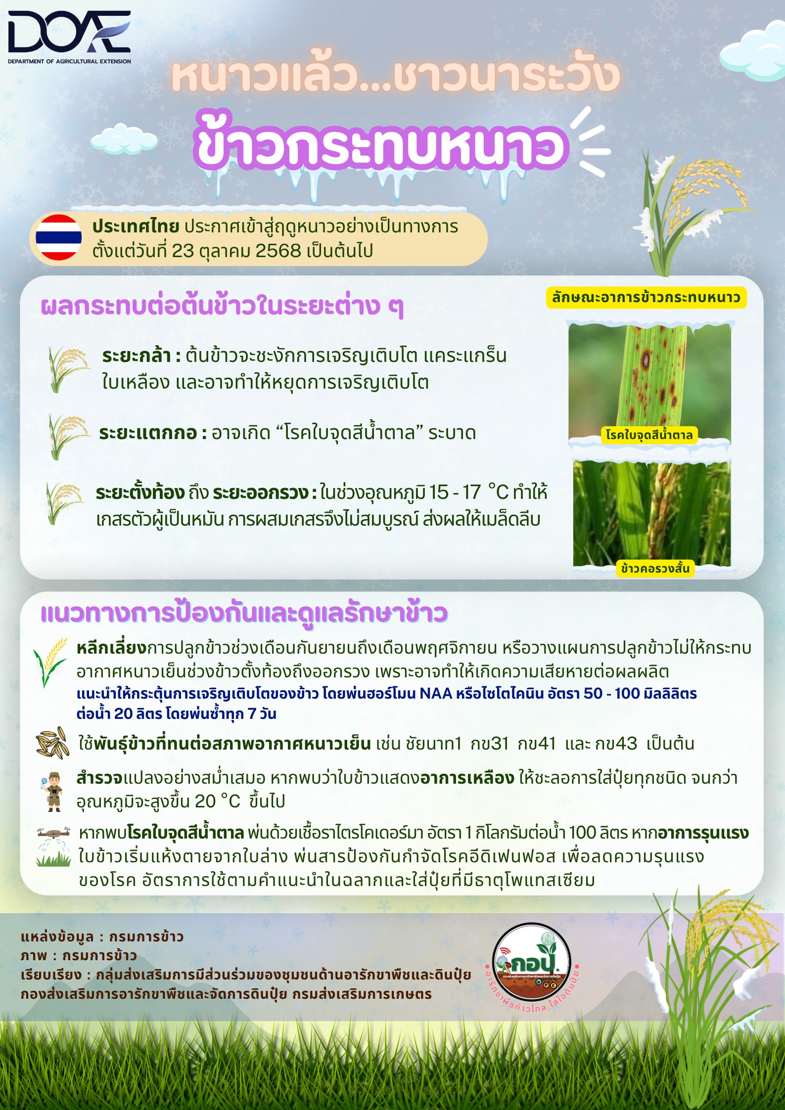 หนาวแล้ว…ระวังข้าวกระทบหนาว 5 ข้าวกระทบหนาว2