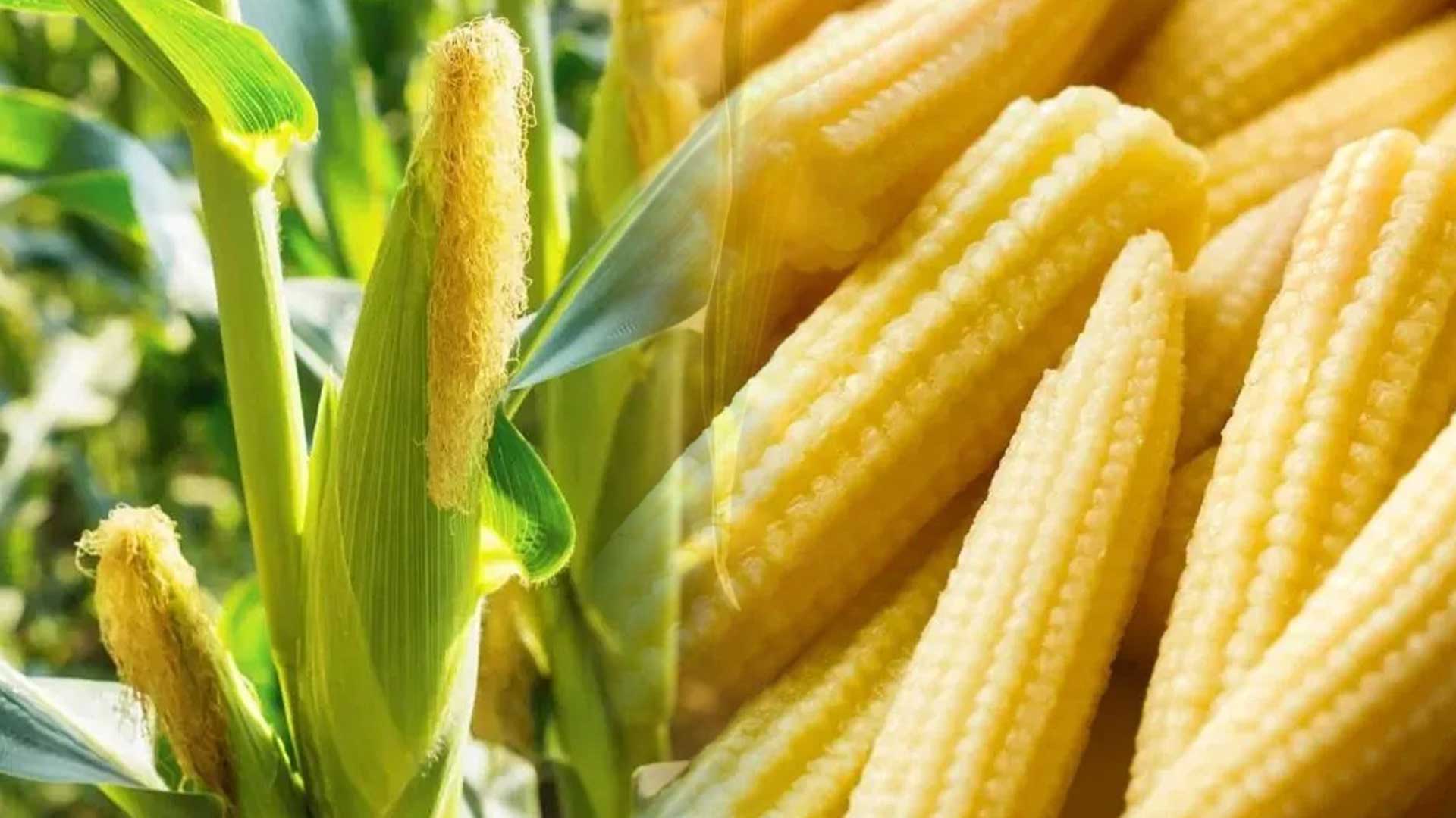 ข้าวโพดอ่อน3