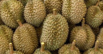 จีนอนุญาตให้นำเข้าทุเรียนสดจาก สปป.ลาวอย่างเป็นทางการ ทำให้คู่แข่งทุเรียนไทยในตลาดจีนเพิ่มขึ้นอีกราย 8 จีนอนุญาตให้นำเข้าทุเรียนสด3