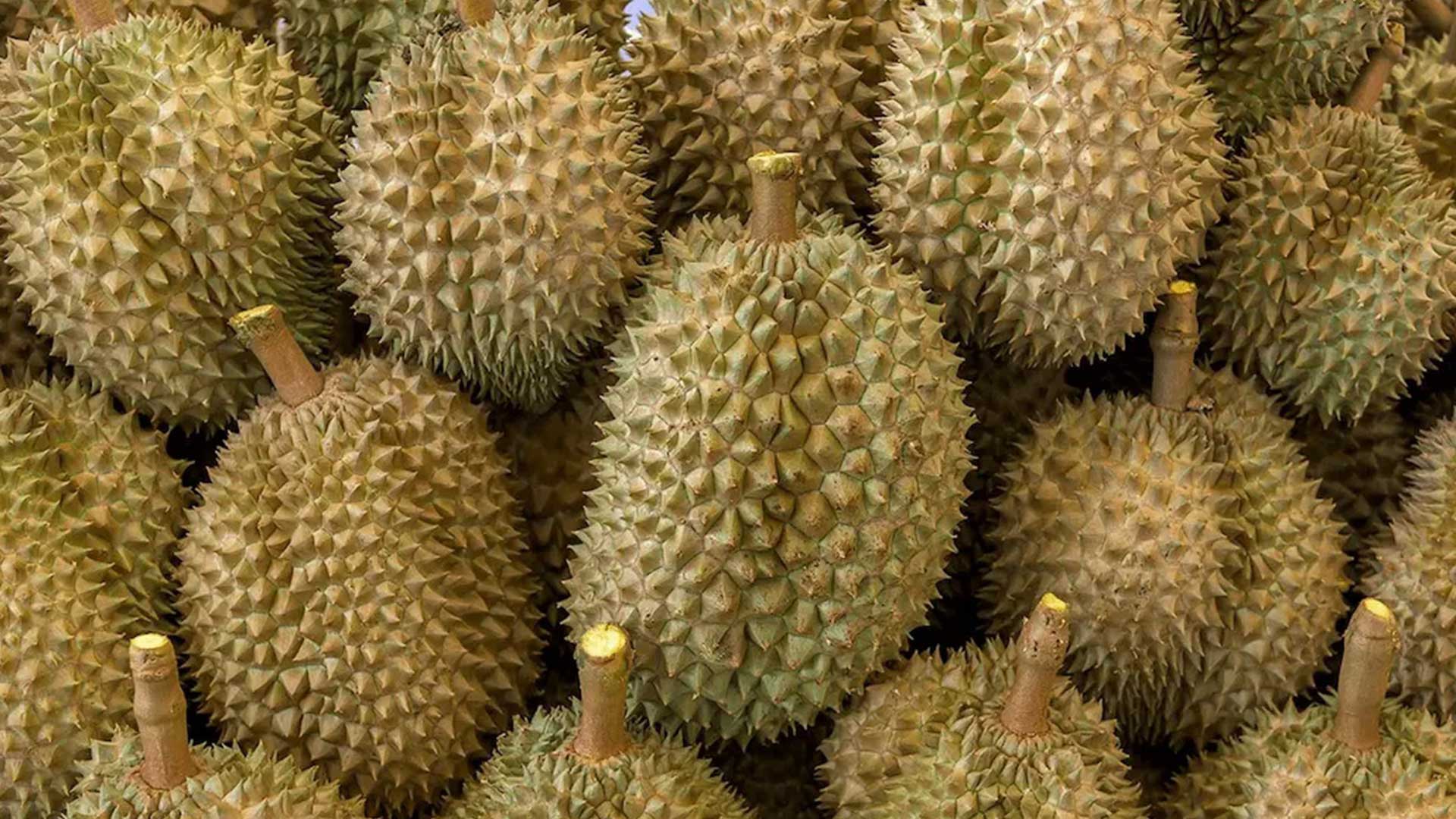 จีนอนุญาตให้นำเข้าทุเรียนสดจาก สปป.ลาวอย่างเป็นทางการ ทำให้คู่แข่งทุเรียนไทยในตลาดจีนเพิ่มขึ้นอีกราย 1 จีนอนุญาตให้นำเข้าทุเรียนสด3