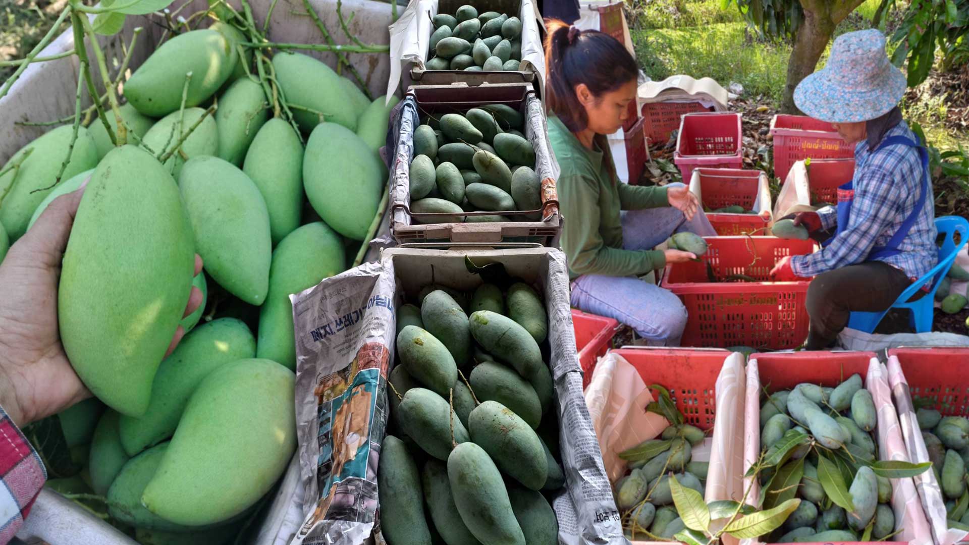 ชาวสวนมะม่วงอ่างทอง หนุนปิดด่านชานแดนไทย-กัมพูชา ยาว เหตุ ราคามะม่วง ขยับตัวสูงในรอบเกือบ 20-30 ปี เพราะ “มะม่วงแก้วขมิ้นกัมพูชา” เข้ามาไม่ได้ 1 ชาวสวนมะม่วงอ่างทอง3
