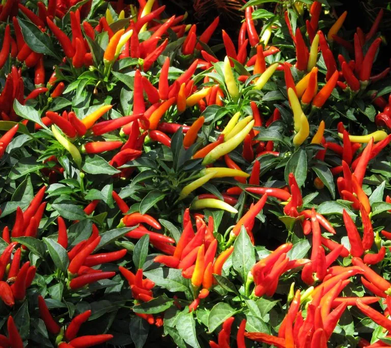 เคล็ดลับ ต้นพริกขี้ฟ้า 768x683 1.jpg 1ว