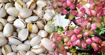 ถั่วพิสตาชิโอ3