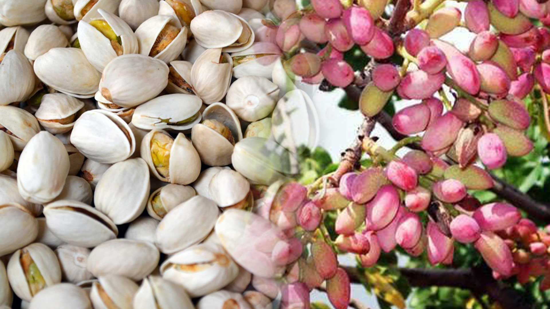 ถั่วพิสตาชิโอ3