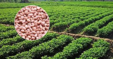 ถั่วลิสงขอนแก่น3