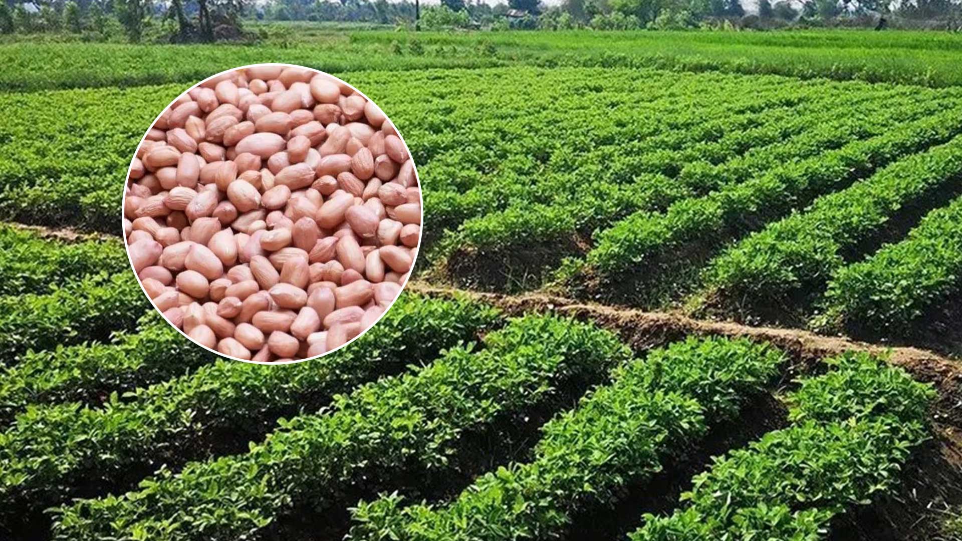 “ถั่วลิสงขอนแก่น 9” ทนแล้ง ขนาดเมล็ดโต ฝักดก ผลผลิตสูง ปลิดฝักง่าย 1 ถั่วลิสงขอนแก่น3