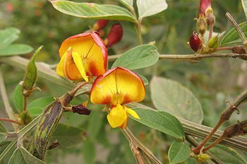 ถั่วแระ