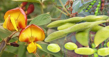 ถั่วแระ2