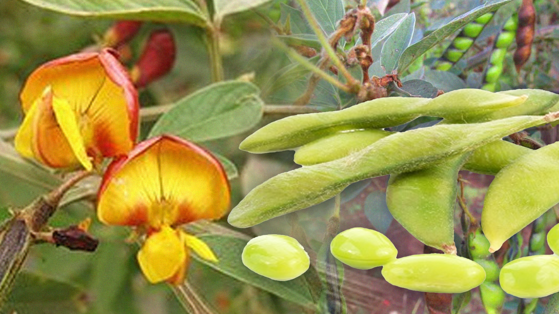 ถั่วแระ2