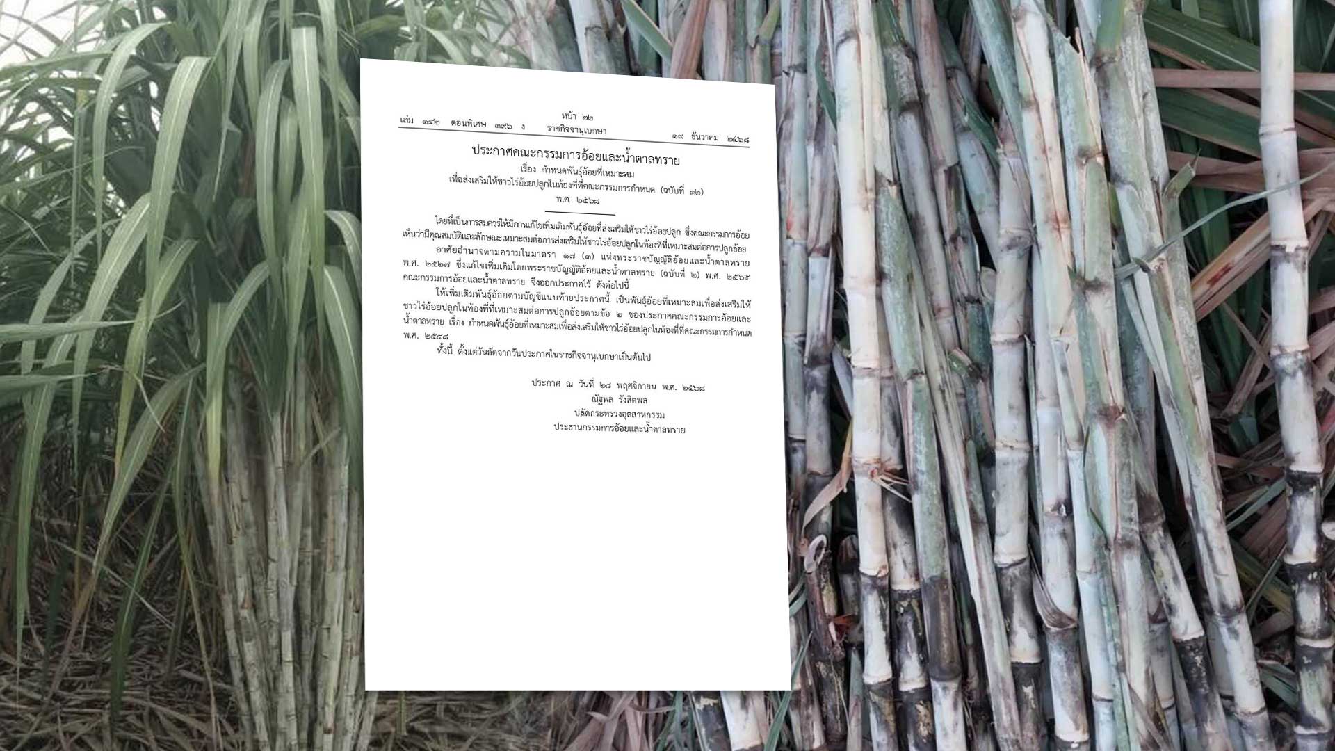 ราชกิจจาฯเผยแพร่ประกาศคณะกรรมการอ้อยและน้ำตาลทรายกำหนดพันธุ์อ้อย CSB 16-226 เป็นพันธุ์อ้อยที่ส่งเสริมให้ชาวไร่อ้อยปลูกในท้องที่ที่เหมาะสมต่อการปลูกอ้อยตามที่คณะกรรมการกำหนด 1 บอร์ดอ้อย3