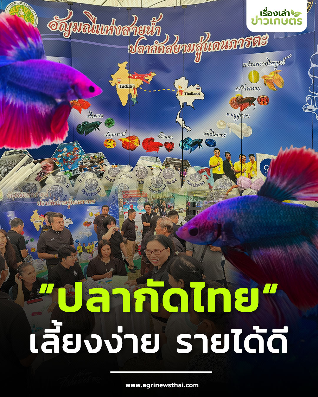 ปลากัดไทย 1