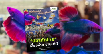 ปลากัดไทย3