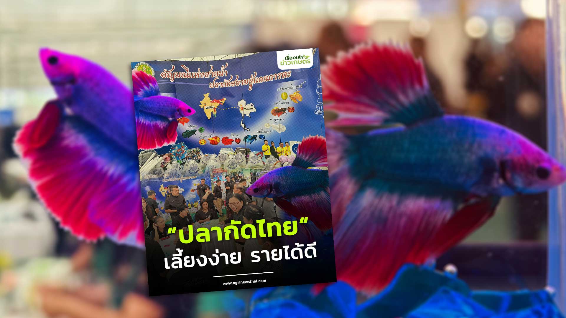 ปลากัดไทย3