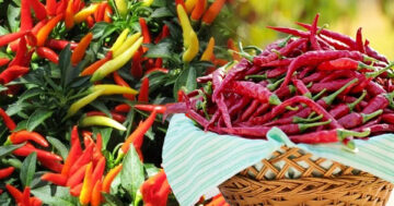 เคล็ดลับ ปลูกพริก2