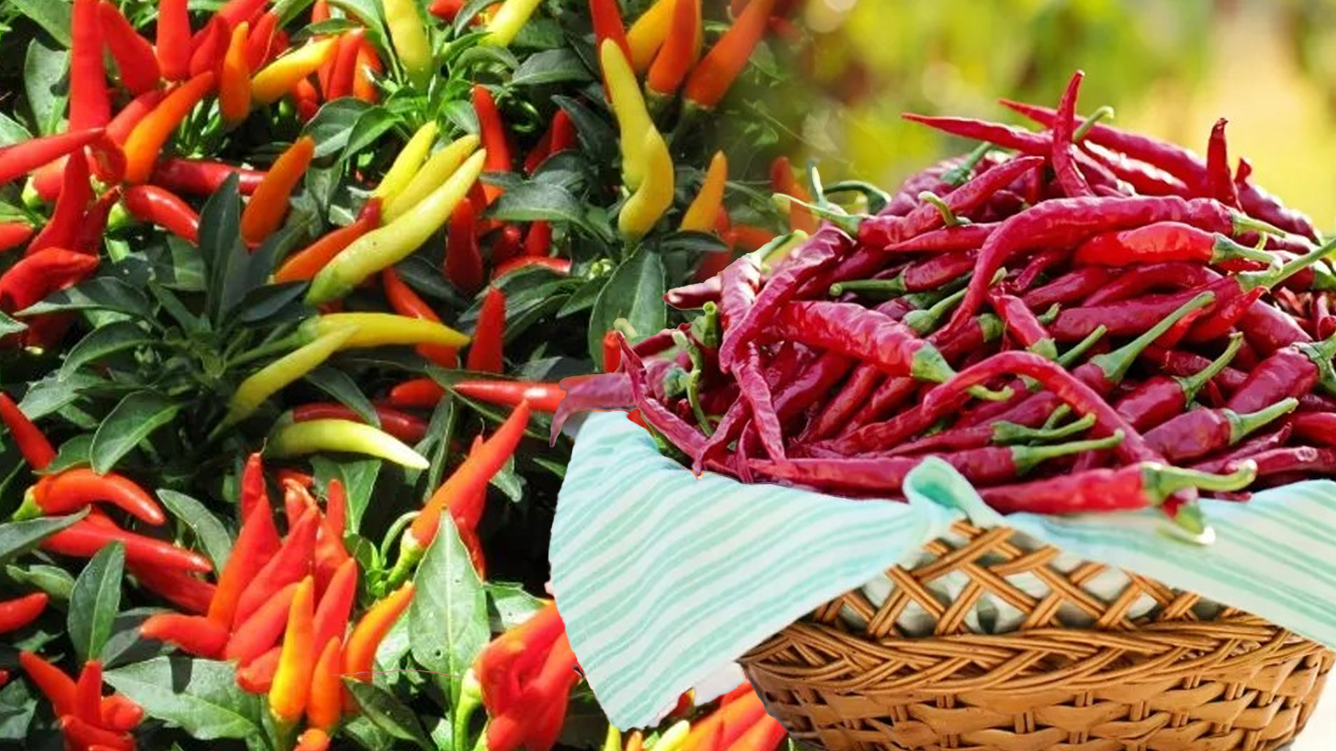 เคล็ดลับ ปลูกพริก2