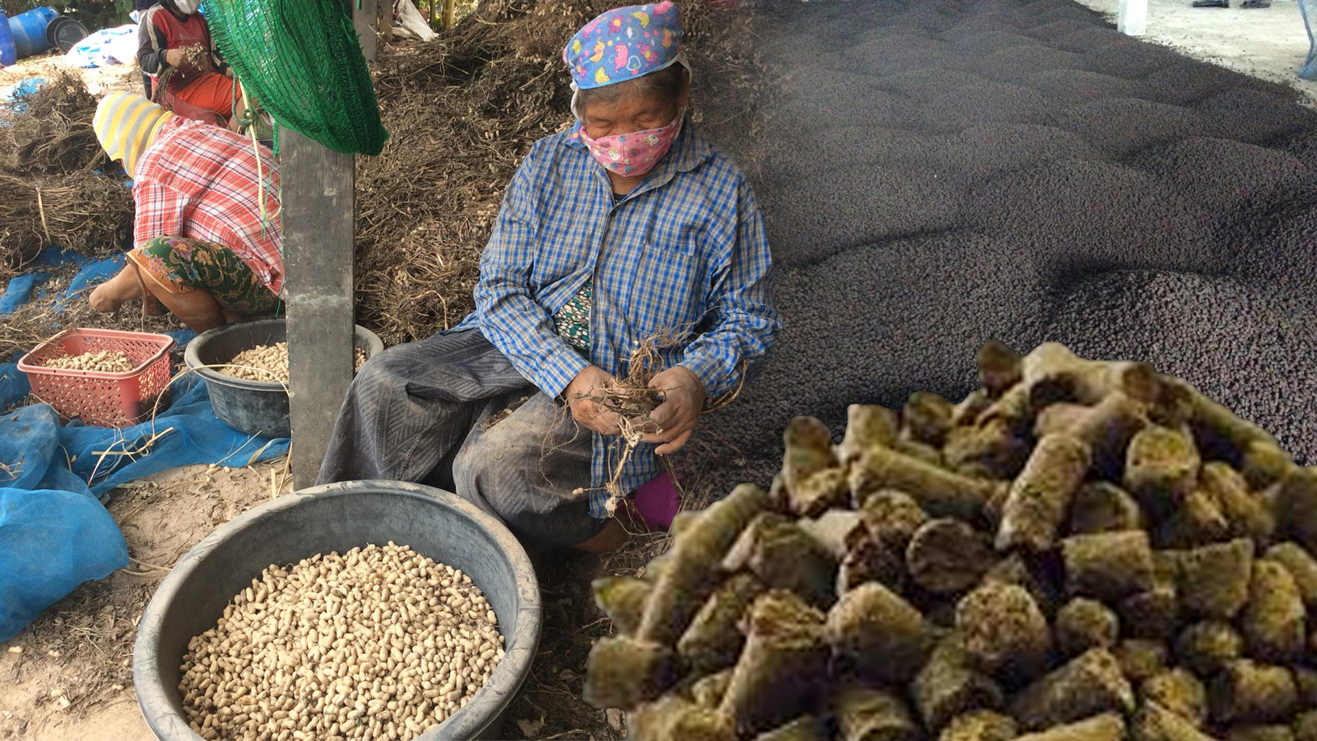 เรื่องของปุ๋ย.. ก่อนปลูกพืชต้องรู้ ตอน 5 ปุ๋ยอินทรีย์ชีวภาพอัดเม็ด2