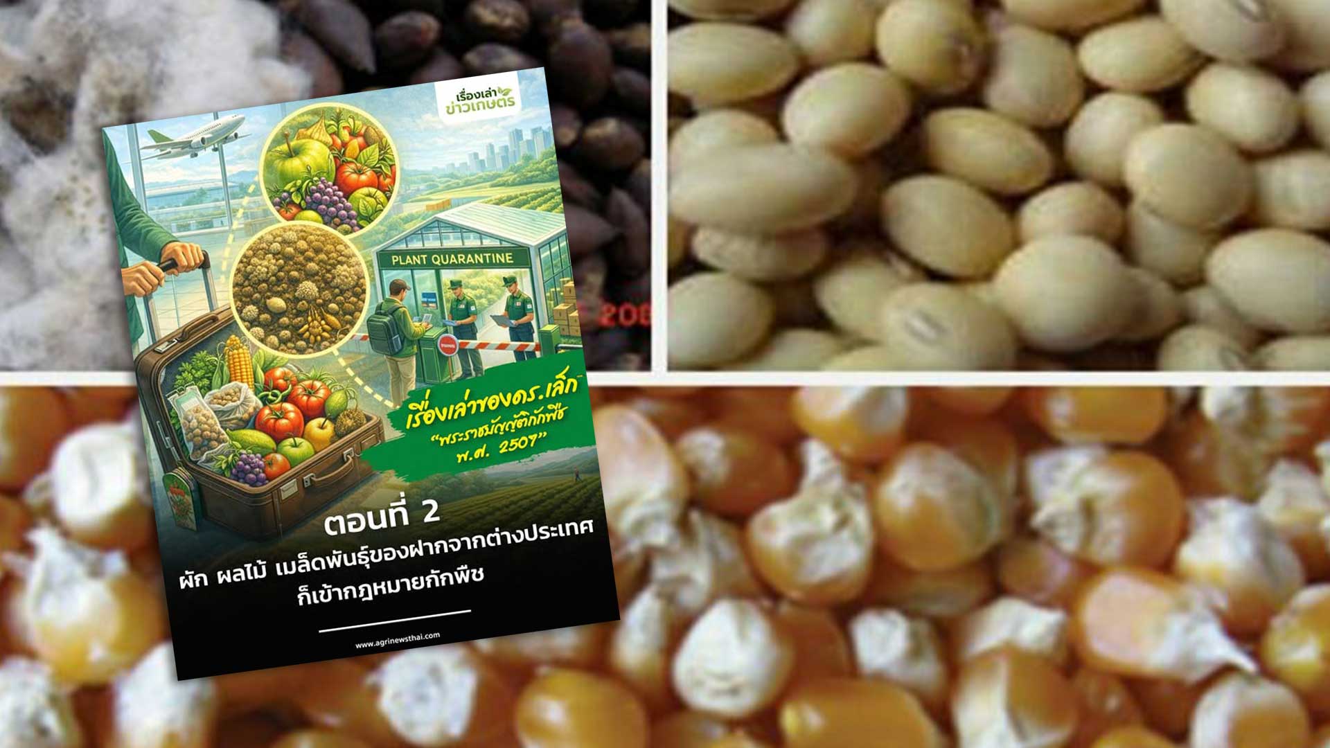 เรื่องเล่าของดร.เล็ก:พระราชบัญญัติกักพืช พ.ศ. 2507 ตอนที่ 2 : ผัก ผลไม้ เมล็ดพันธุ์3 1