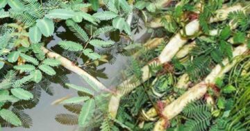 ผักกระเฉด2